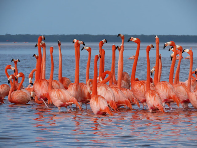 Flamingos tours (Parador turístico)
