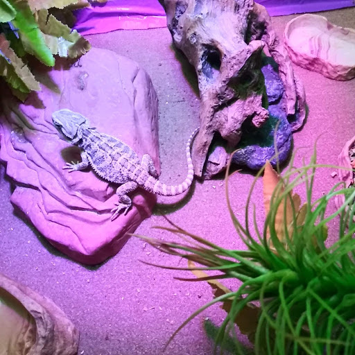 Pet Supply Store «Petco Animal Supplies», reviews and photos, 11976 Dublin Blvd, Dublin, CA 94568, USA