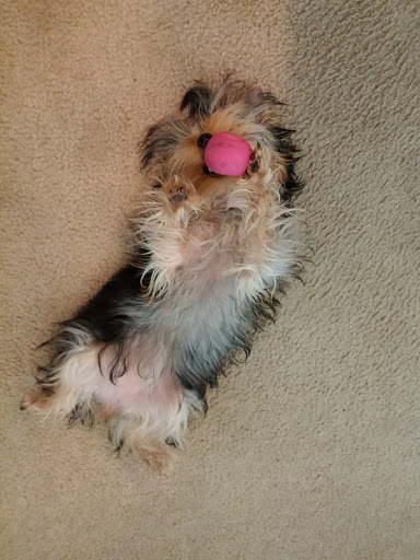 Pet Store «PetSmart», reviews and photos, 6545 North Grand Parkway West Suite 104, Spring, TX 77389, USA