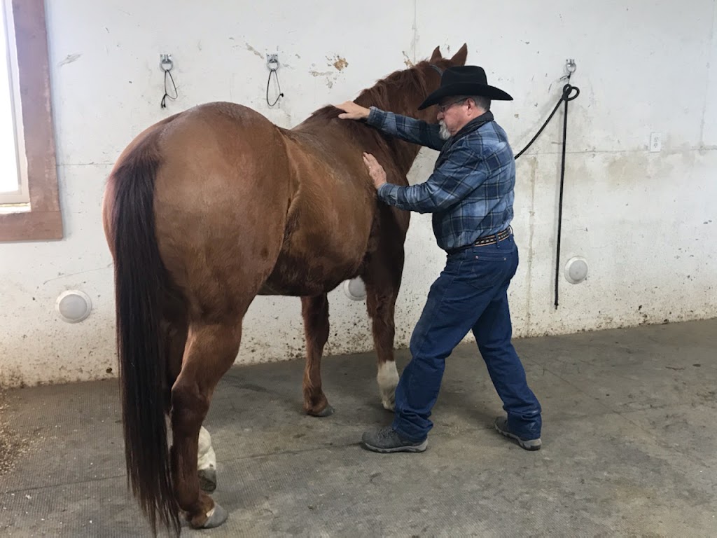 Freedom To Move Equine Massage Therapy 59064