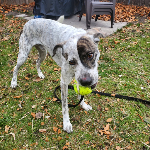 Animal Shelter «Humane Society of Ocean City», reviews and photos, 1 Shelter Rd, Ocean City, NJ 08226, USA