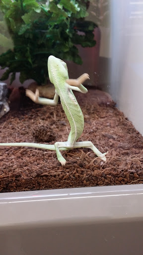 Pet Supply Store «Pet Supplies Plus», reviews and photos, 1937 FL-60, Valrico, FL 33594, USA