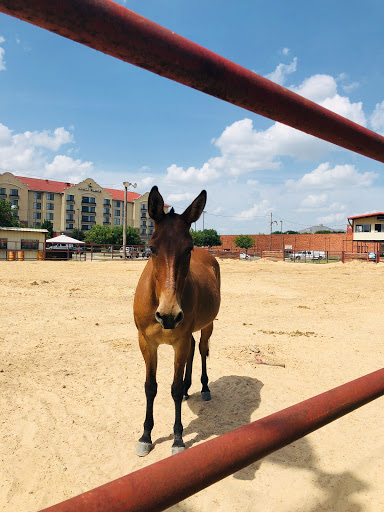 Tourist Attraction «Stockyards Championship Rodeo», reviews and photos, 121 E Exchange Ave, Fort Worth, TX 76164, USA