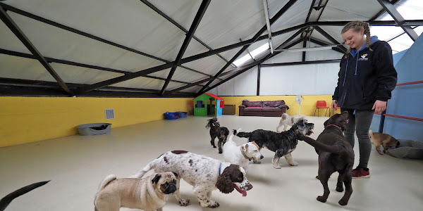 Unleashed Dog Day Care, Grooming, Training and Hotel
