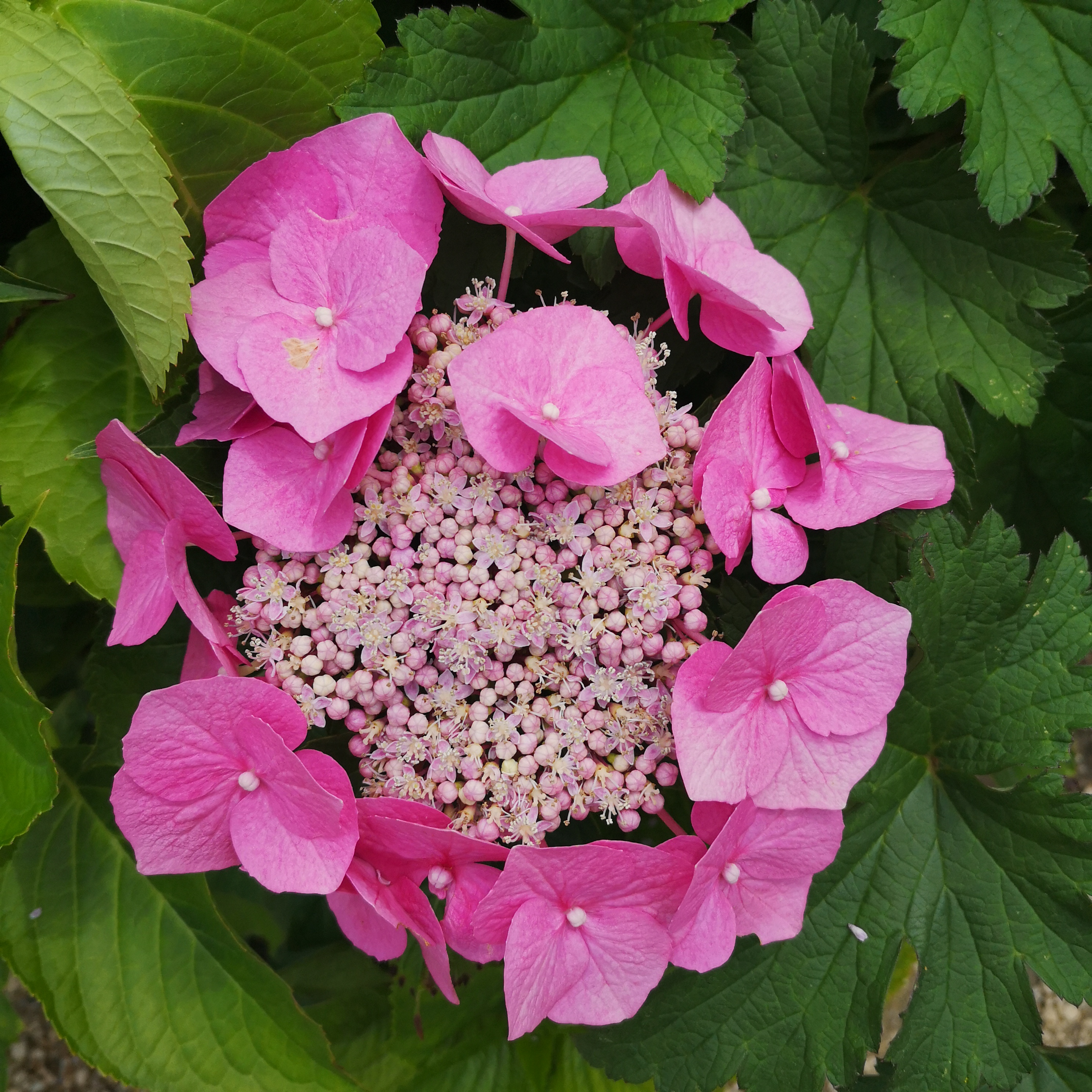 Photo n° 6 de l'avis de Rose.i fait le 19/06/2023 à 15:32