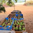 International Fruit Stand