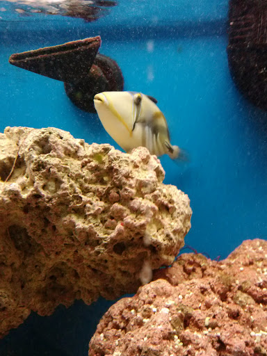 Pet Supply Store «Petco Animal Supplies», reviews and photos, 6067 Greenback Ln, Citrus Heights, CA 95621, USA