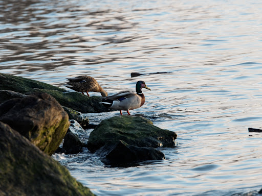 Park «Fort Washington Park», reviews and photos, Hudson River Greenway, New York, NY 10032, USA