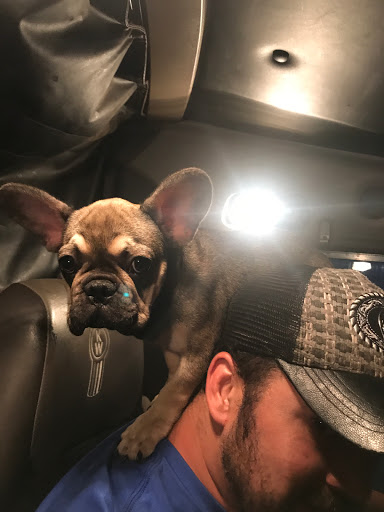 Pet Store «Puppy Boutique Store», reviews and photos, 4001 N Federal Hwy, Fort Lauderdale, FL 33308, USA