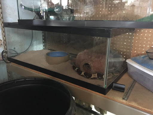 Pet Store «Island Pet Shop», reviews and photos, 55 Goodwin Dr # 102, Merritt Island, FL 32952, USA