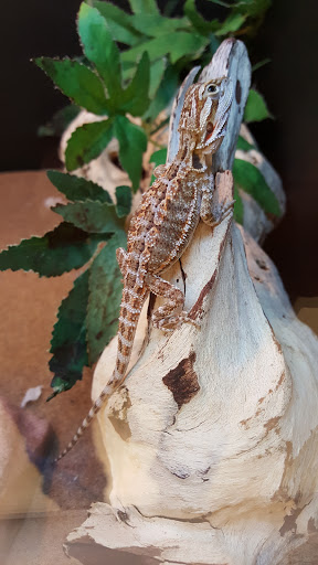 Pet Supply Store «PetSmart», reviews and photos, 5336 Westpointe Plaza Drive, Columbus, OH 43228, USA