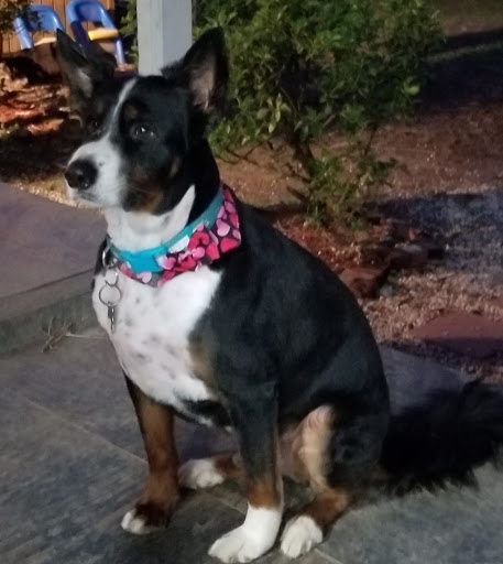 Pet Supply Store «The Dog House», reviews and photos, 304 N Haywood St, Waynesville, NC 28786, USA