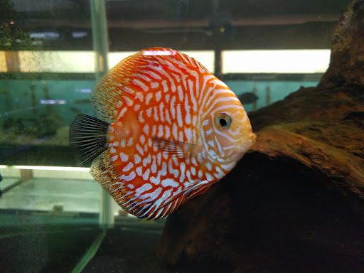 Pet Store «Forest Lake Pets», reviews and photos, 120 Lake St N, Forest Lake, MN 55025, USA