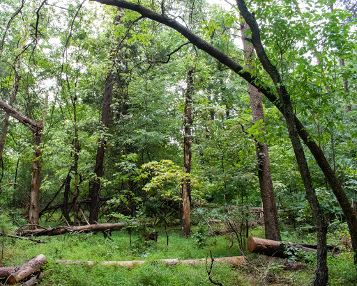 National Park «Prince William Forest Park», reviews and photos, 18170 Park Entrance Rd, Triangle, VA 22172, USA
