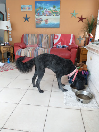 Pet Groomer «Doggy Styles Pet Salon», reviews and photos, 6310 Congress St, New Port Richey, FL 34653, USA