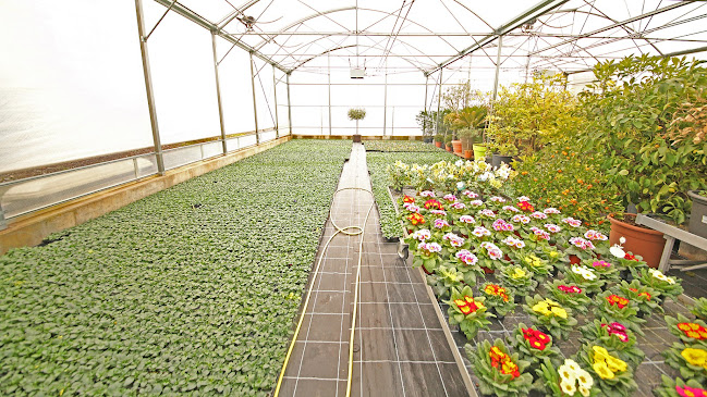 Rezensionen über Hämmerli Pierre - Garden Floristry in Lausanne - Blumengeschäft