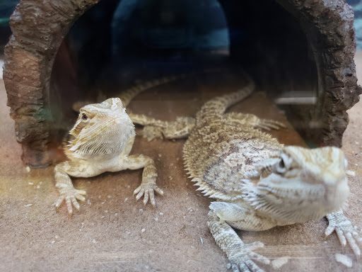 Pet Supply Store «Petco Animal Supplies», reviews and photos, 38069 Town Center Dr #222, Millville, DE 19967, USA