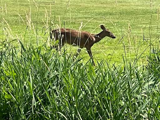 Public Golf Course «Laytonsville Golf Course», reviews and photos, 7130 Dorsey Rd, Gaithersburg, MD 20882, USA