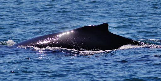 Whale watching tour agency Ventura