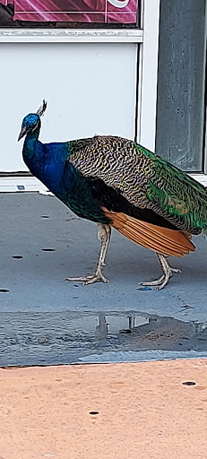 Tiger Tattoos and Body Piercing, 4145 W Vine St, Kissimmee, FL 34741, USA, 