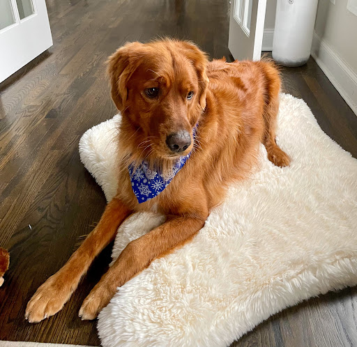 The Grateful Dog Grooming Salon