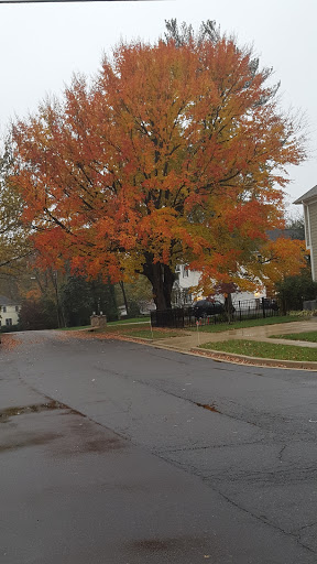 Golf Course «Westwood Country Club», reviews and photos, 800 Maple Ave E, Vienna, VA 22180, USA