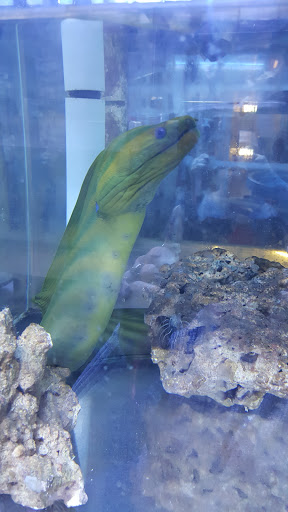 Tropical Fish Store «The Fish Store», reviews and photos, 2050 Chamblee Tucker Rd, Chamblee, GA 30341, USA