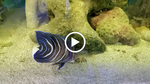 Pet Store «Corals and Fins», reviews and photos, 5011 W Hillsborough Ave, Tampa, FL 33634, USA