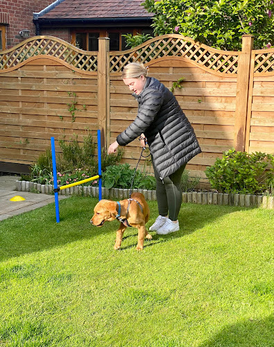 Reviews of Head Start Dog Training in Edinburgh - Dog trainer