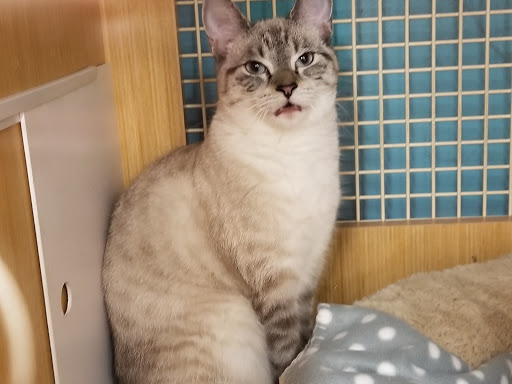 Pet Supply Store «Petco», reviews and photos, 1851 Sunrise Hwy, Bay Shore, NY 11706, USA