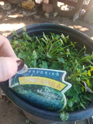 Coffee Shop «Mountain Sage», reviews and photos, 18653 Main St, Groveland, CA 95321, USA