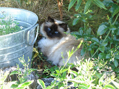 Coromandel Cattery