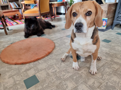 Debbie et les chiens à Fauillet