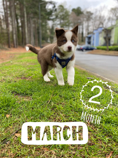 Pet Supply Store «Petco Animal Supplies», reviews and photos, 8164 Mall Pkwy, Lithonia, GA 30038, USA