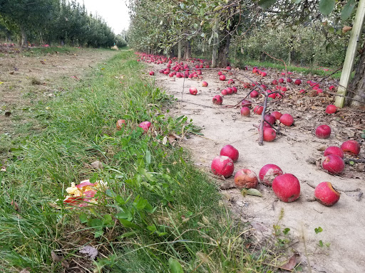 Orchard «Tuttle Orchards», reviews and photos, 5717 N 300 W, Greenfield, IN 46140, USA