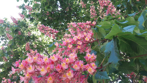 Theater Company «Michigan Theater», reviews and photos, 603 E Liberty St, Ann Arbor, MI 48104, USA