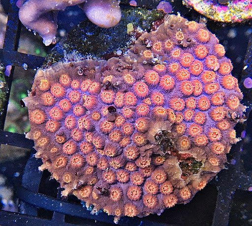 Tropical Fish Store «Aquarium Artisans», reviews and photos, 8005 Plainfield Rd #11, Cincinnati, OH 45236, USA