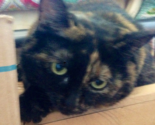 Pet Supply Store «Animal Kingdom of Santa Monica», reviews and photos, 300 Pico Blvd, Santa Monica, CA 90405, USA