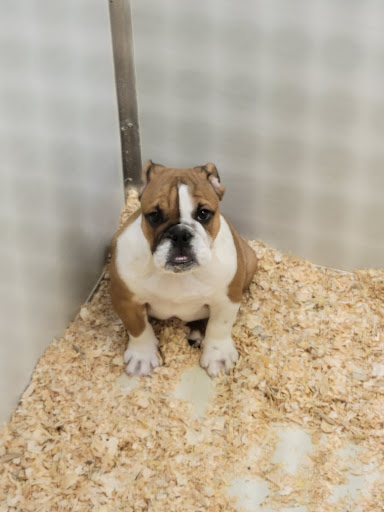 Pet Store «Yuppy Puppy Pet Shop», reviews and photos, 292 Frantz Rd, Stroudsburg, PA 18360, USA