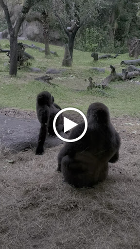 Roller Coaster «Cheetah Hunt», reviews and photos, 10165 N Malcolm McKinley Dr, Tampa, FL 33612, USA