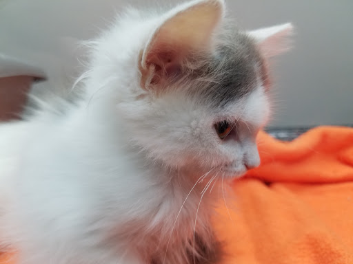 Pet Store «Petland», reviews and photos, 920 Hebron Rd, Heath, OH 43056, USA