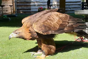 Loch Lomond Bird of Prey Centre image