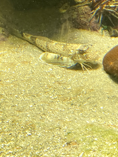 Aquarium «St. Lucie County Aquarium», reviews and photos, 420 Seaway Dr, Fort Pierce, FL 34949, USA