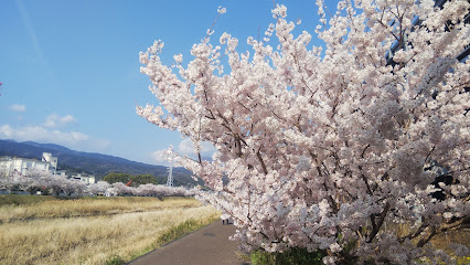 春めき桜（南足柄市狩川沿い）