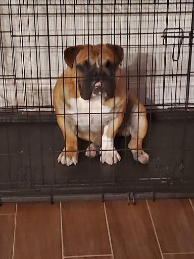 Pet Supply Store «Pet Supplies Plus», reviews and photos, 1031 Northwest Hwy, Garland, TX 75041, USA