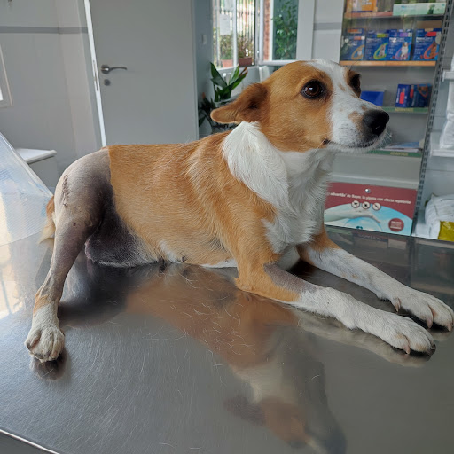 Centro Veterinario Chamán en Vélez-Málaga