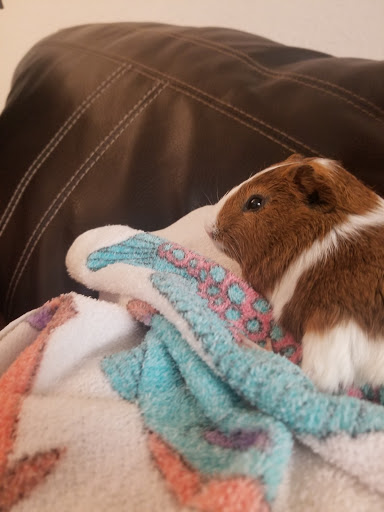 Pet Supply Store «Pet Supermarket», reviews and photos, 2585 N Atlantic Ave, Daytona Beach, FL 32118, USA