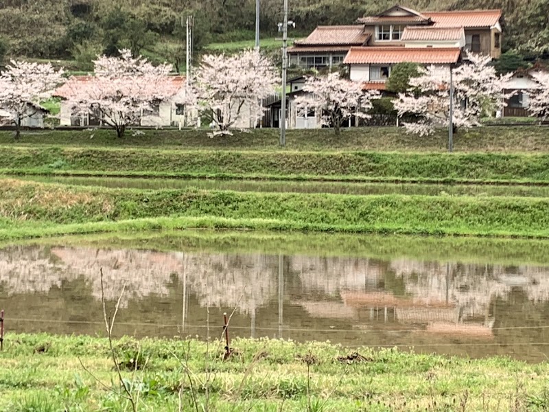 須川桜の水鏡