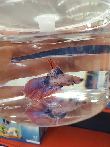 Pet Supply Store «Petco Animal Supplies», reviews and photos, 1207 S Caraway Rd, Jonesboro, AR 72401, USA