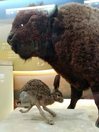 Gift Shop «Smithsonian Museum of Natural History Gift Shops», reviews and photos, 10th St NW & Constitution Avenue Northwest, Washington, DC 20004, USA